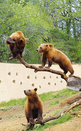 PCU_Le Regourdou_ours 5_Montignac_Mars 2022©Michèle Constant