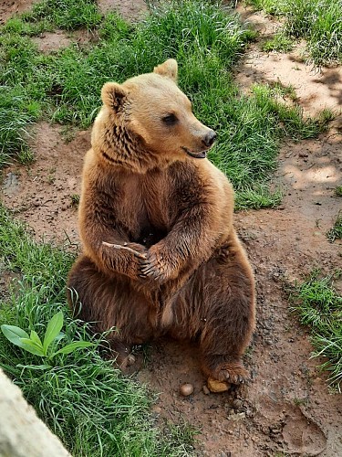 PCU_Le Regourdou_ours 7_Montignac_Mars 2022©Michèle Constant