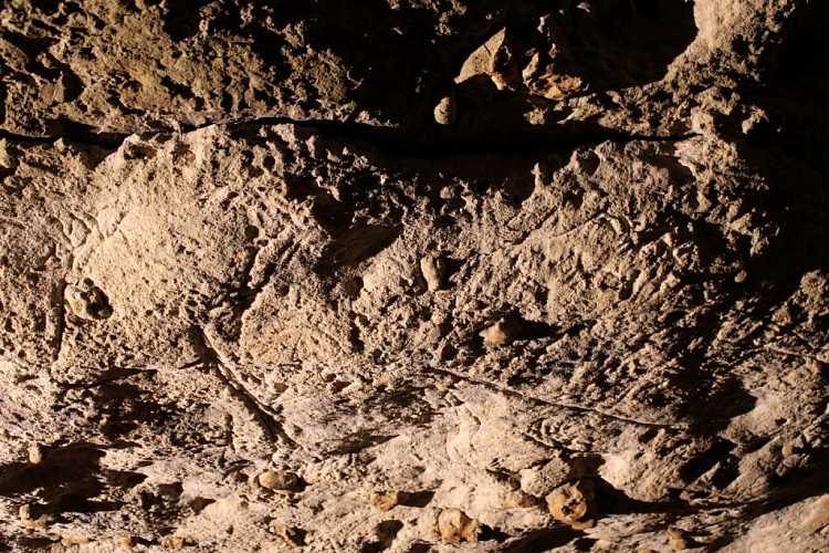 Gravure-ours-Bara-Bahau©D.R