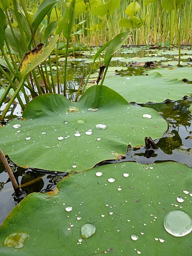 Jardin botanique d'ALAIJE Lotus