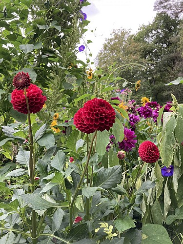 Jardins de l'Albarède     (7)