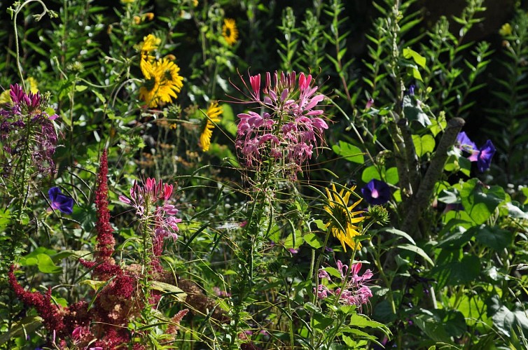 Jardins de l'Albarède (6)