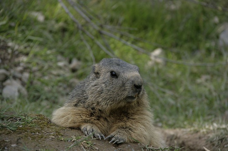 marmotte-2
