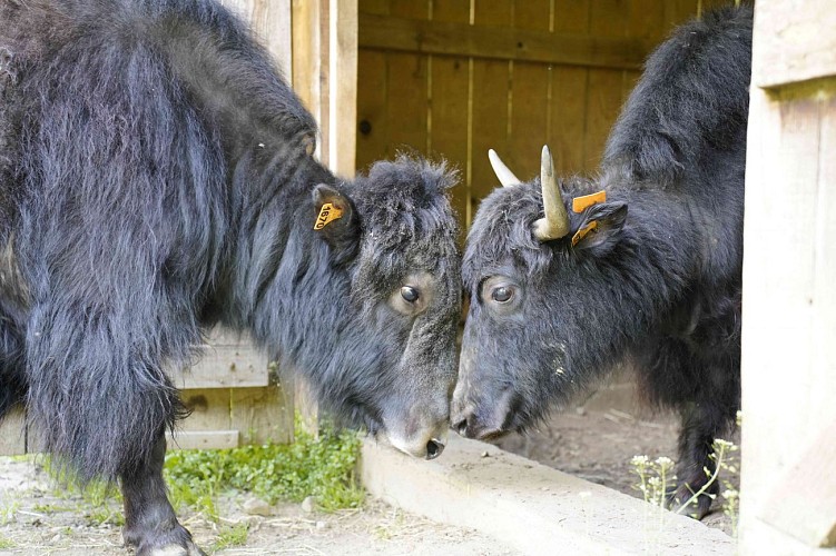 Les yacks