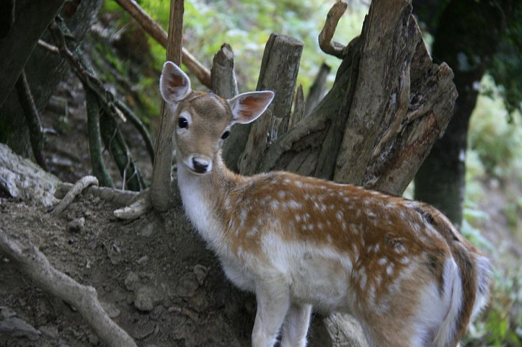 Association Parc'Ours
