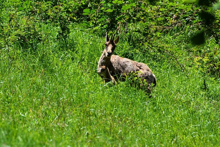 Association Parc'Ours