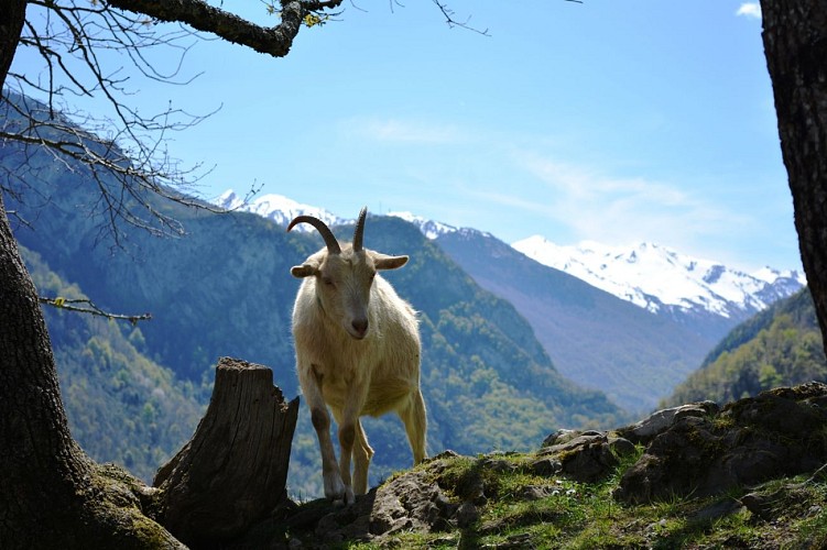 Association Parc'Ours