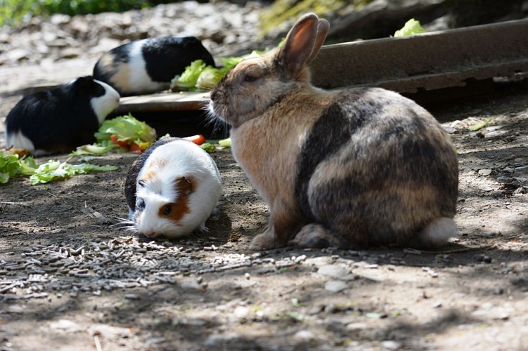 Association Parc'Ours