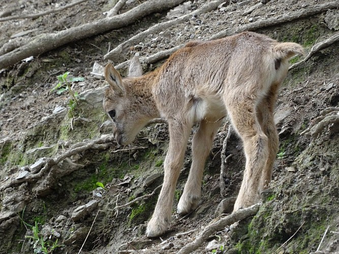 Association Parc'Ours
