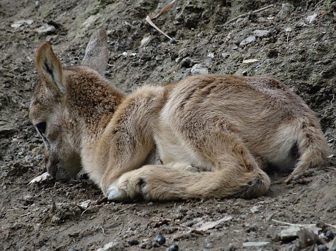 Association Parc'Ours