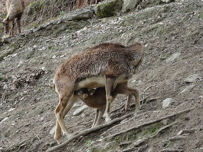 Parc-Ours-mouflonne-BORCE