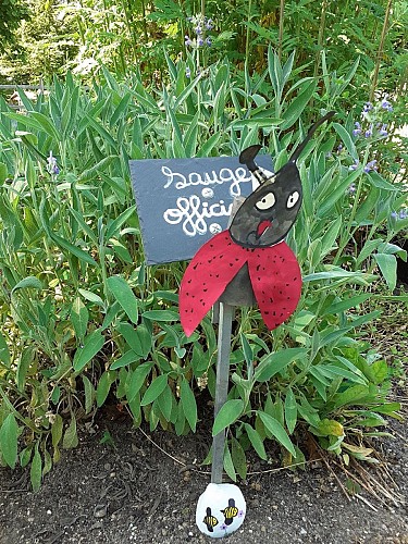 La sauge pousse dans le jardin ...