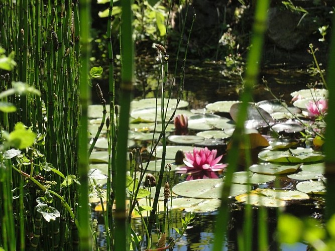 mare pédagogique dans le parc botanique du château de Neuvic
