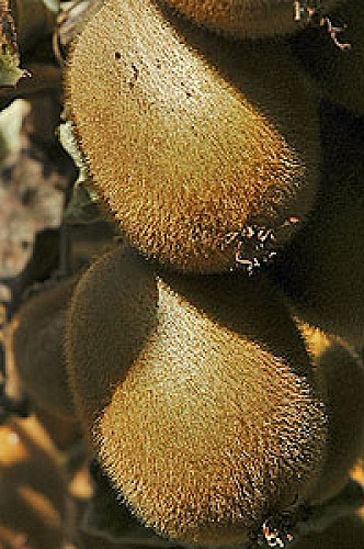 Jardin exotique de La Roque Gageac