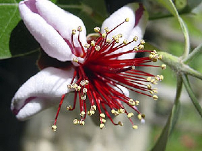 La Roque Gageac - Jardin exotique