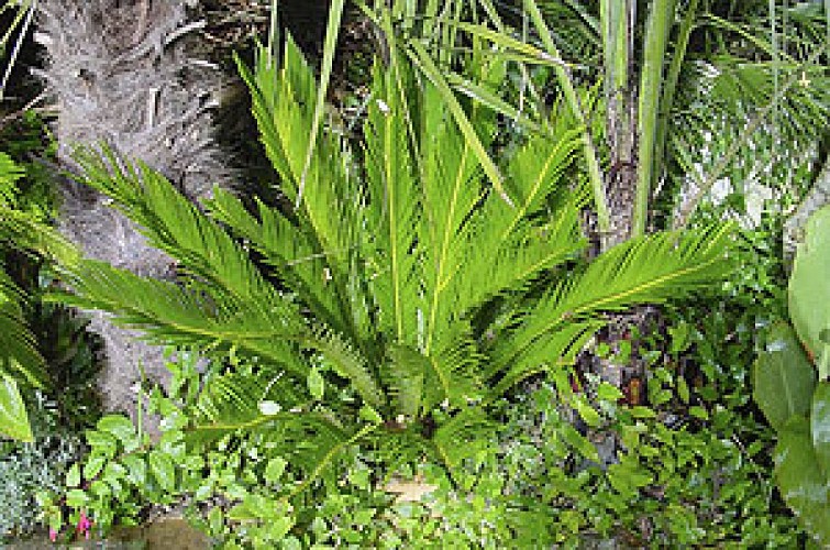 La Roque Gageac - Jardin exotique