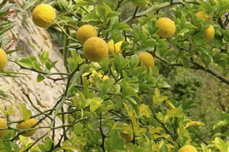 La Roque Gageac - Jardin exotique