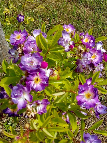 PCU-Jardins-de-Haute-Terre--4-