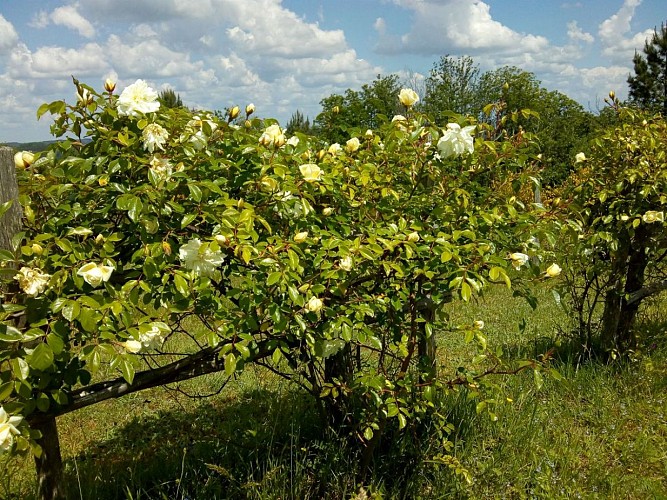 PCU-Jardins-de-Haute-Terre--6-