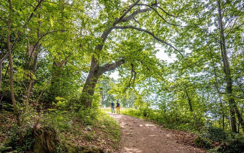 Colline de la Bergerie Cambo-les-Bains
