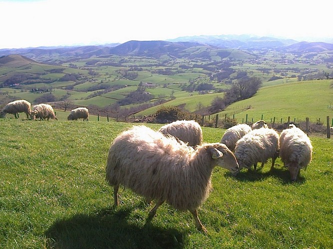 Location Larraburu-Hélette
