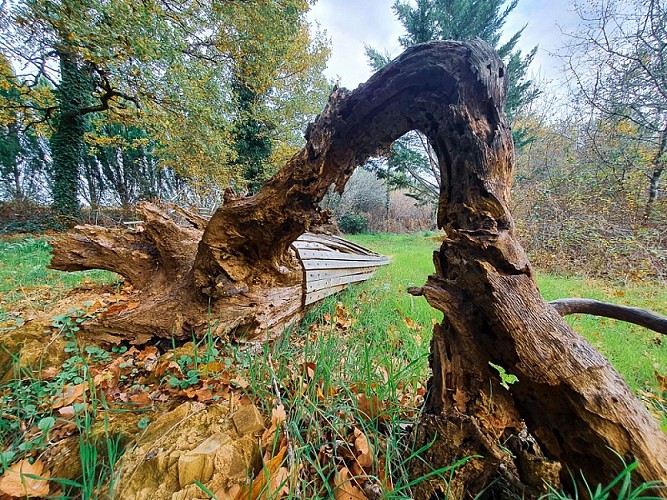 jardin-dhelys-racine-©benoit-rocher