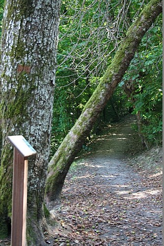 Chemin chapelle des Bois
