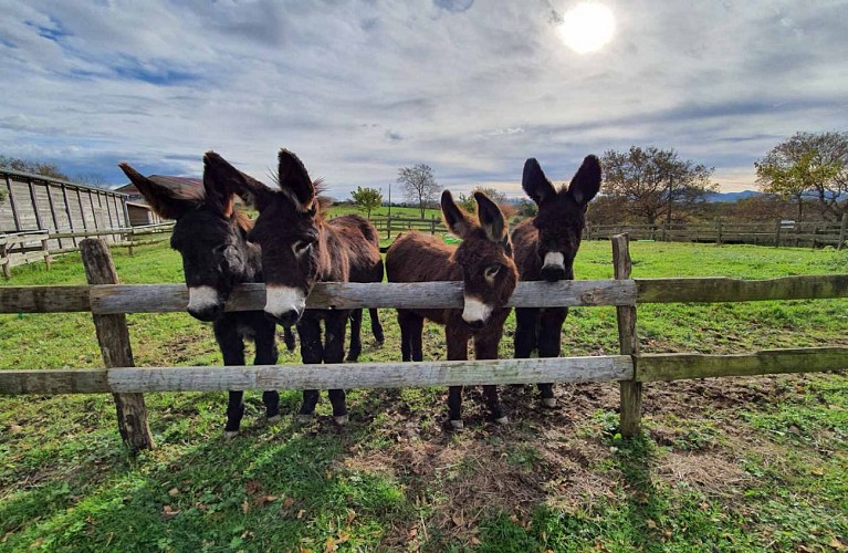 thumbnail_anons20193