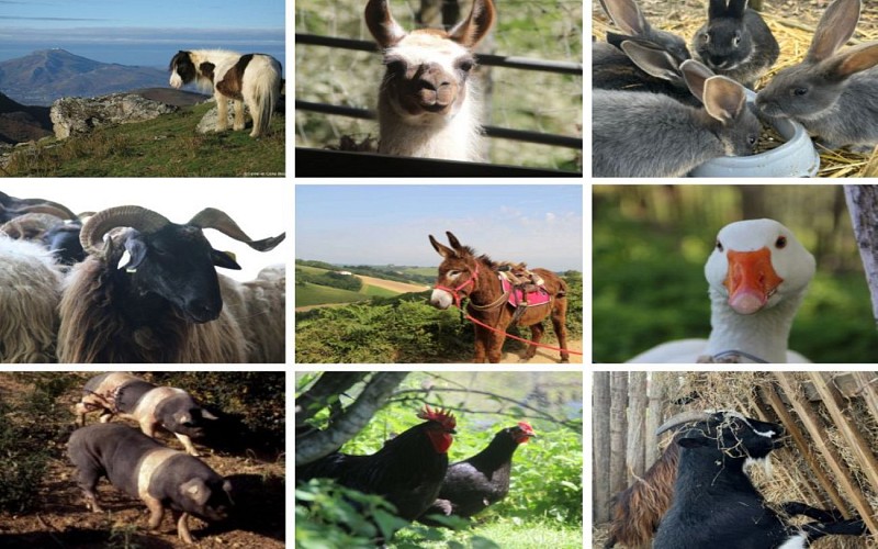 Marron Simple Montage Publication Facebook - 1