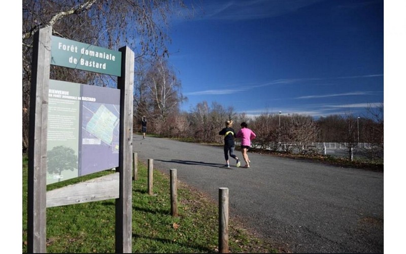 bois-de-bastard