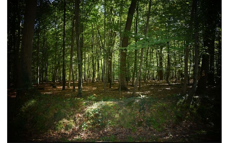 Forêt domaniale de Bastard - Pau - Sous-bois