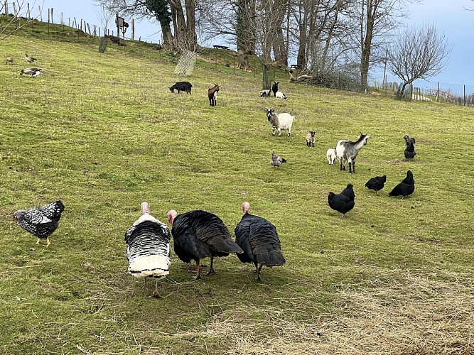 Des plumes et des pattes - ESCOUT (©OTHB)