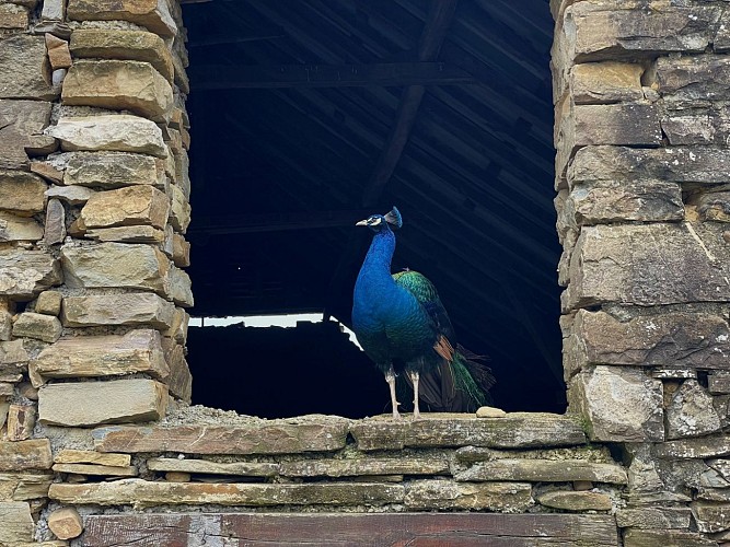 Des plumes et des pattes - Paon (©OTHB)