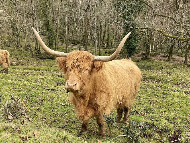 Des plumes et des pattes - Vache Highland (©OTHB)