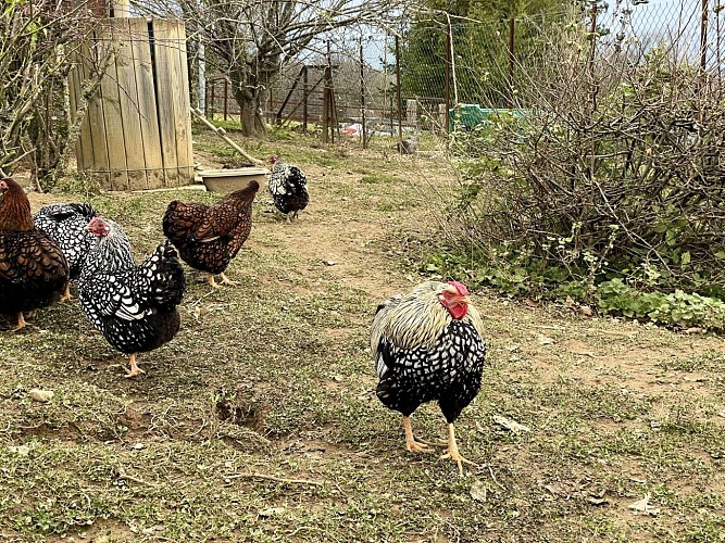 Des plumes et des pattes - Poules (©OTHB)