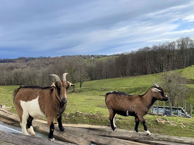 Des plumes et des pattes - Chèvres (©OTHB)