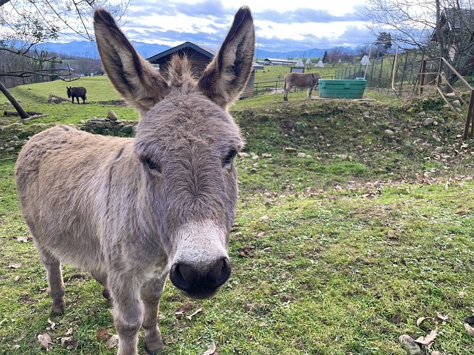 Des plumes et des pattes - Ane (©OTHB)
