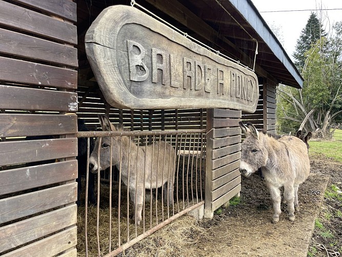 Des plumes et des pattes - Balade à poney (©OTHB)