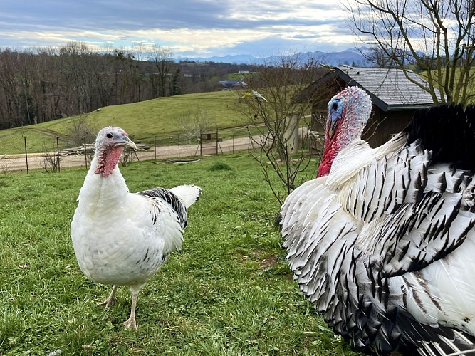 Des plumes et des pattes - Dindon (©OTHB)