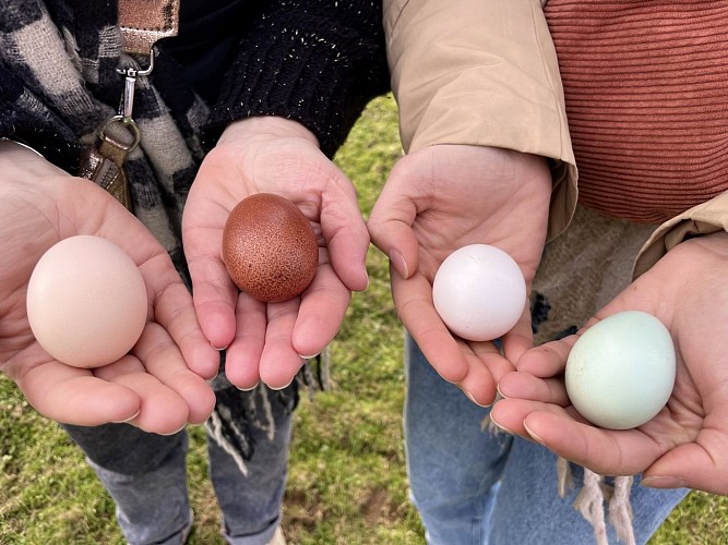 Des plumes et des pattes - Oeufs (©OTHB)