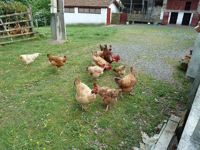 Munhoa - 64120 Méharin (8)