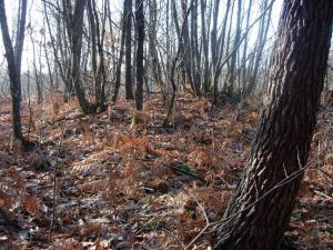 Tumuli de Marimbault