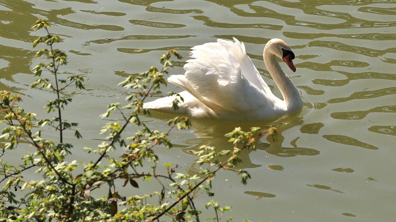 Bois-de-Thouars-Bordeaux-Metropole-3