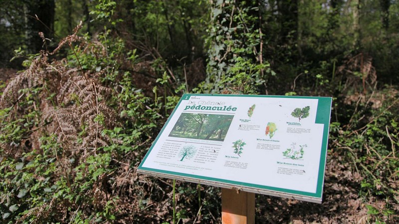 Bois-de-Thouars-Bordeaux-Metropole-2