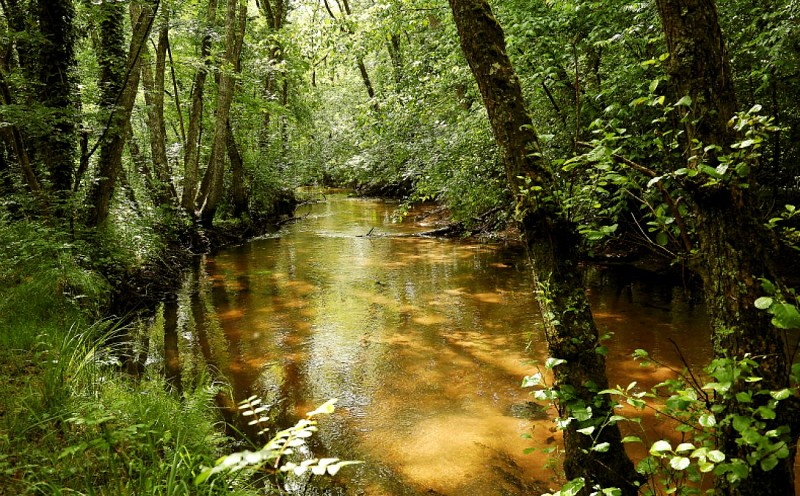 Moulin Bidon et bords de Jalle - Martignas (4)