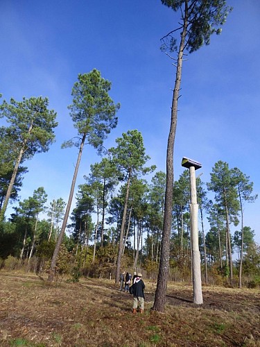 Captieux - Le Pavillon - Forêt d'art contemporain