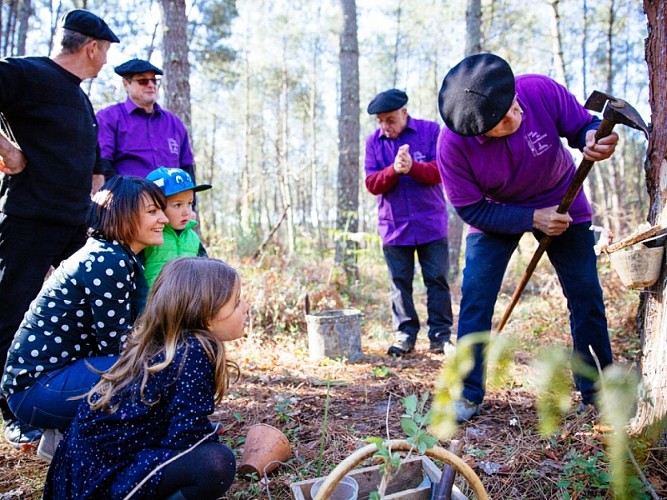 Bernos-Beaulac - gemmage (2)