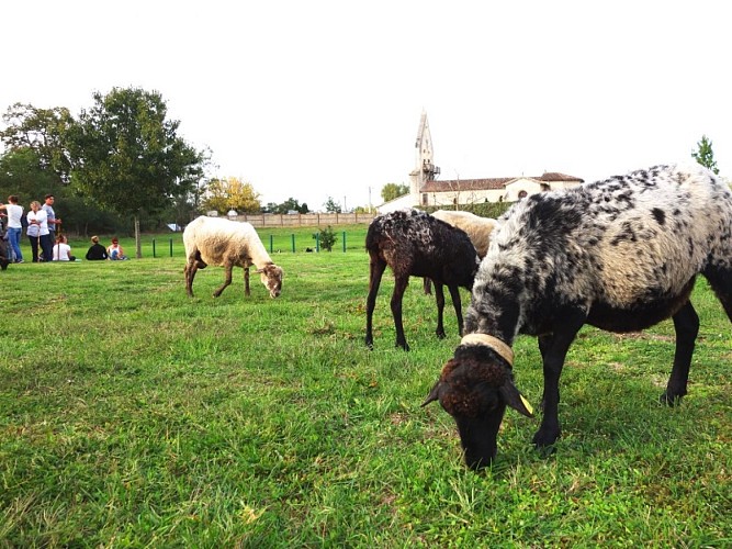 Saint-Michel-de-Castelnau - transhumance (1)