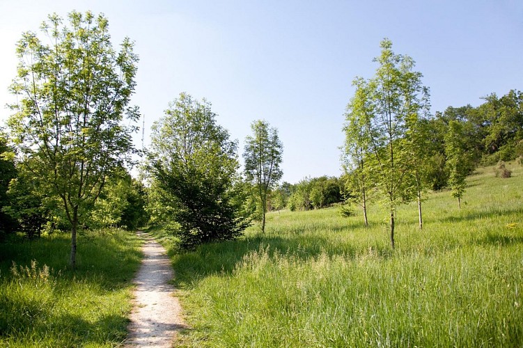 Bois de Loc Boué - ©Ville de Bouliac (6)