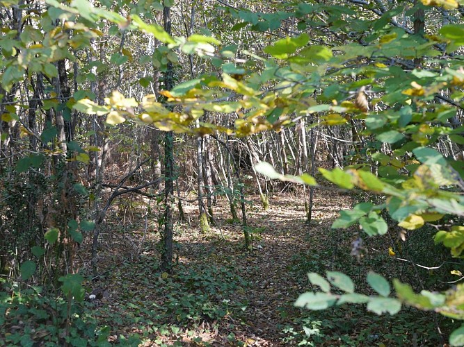 Forêt du Taillan-Medoc © Sara Soulignac (34)